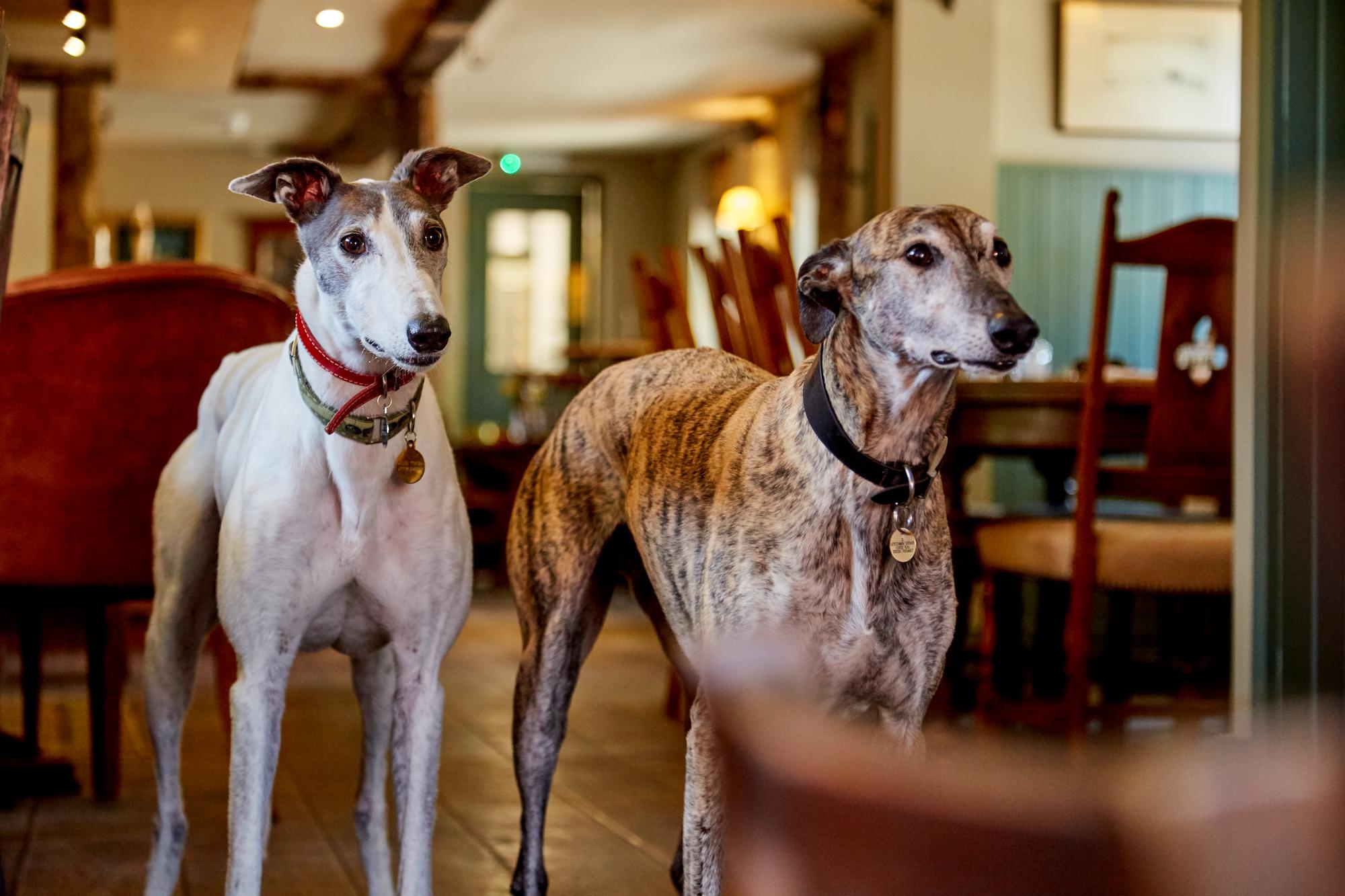 Dog Friendly Stays UK, Pet Friendly Breaks in Britain Cool Places